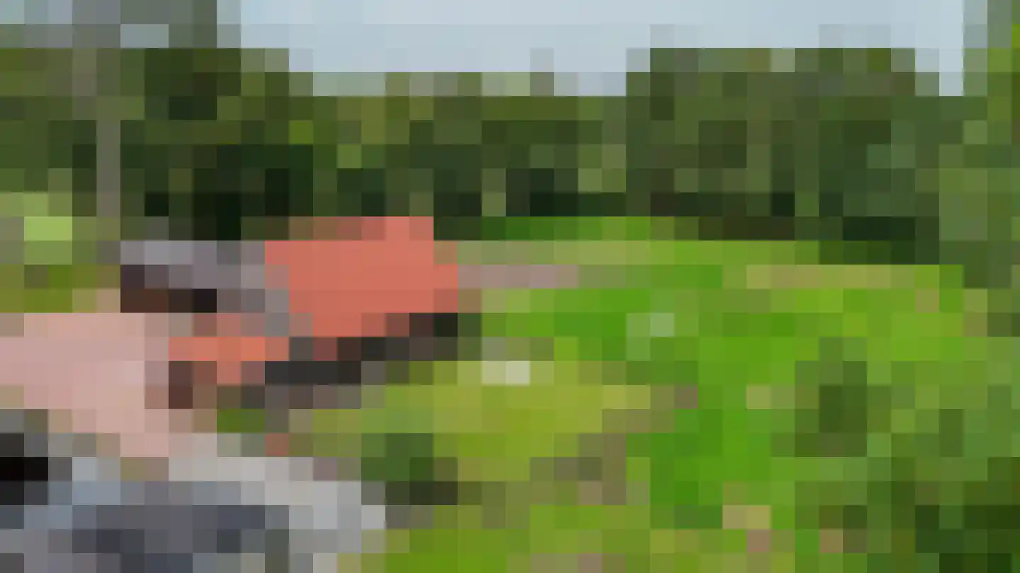 Westersebos 22 Schoonebeek thumbnail 90