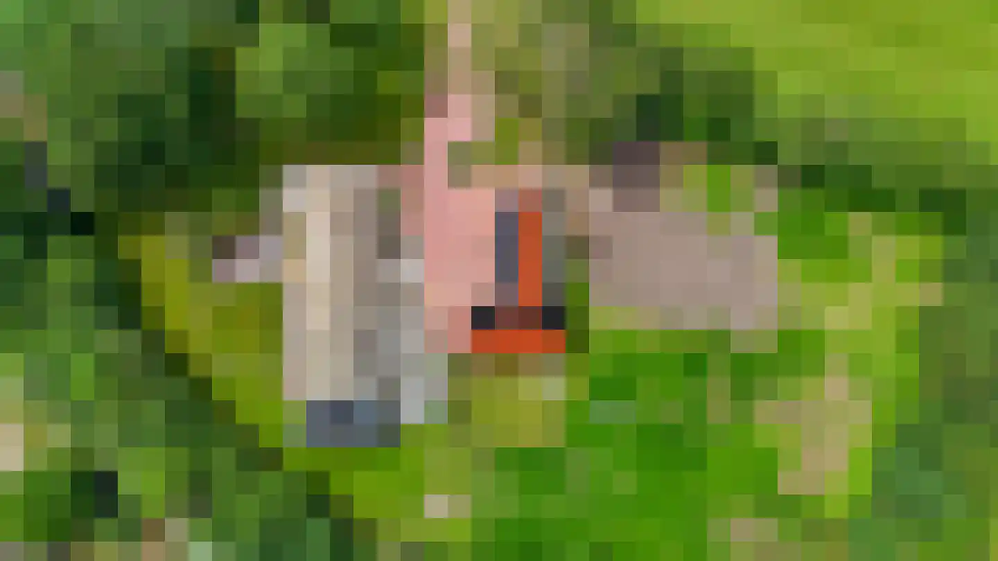 Westersebos 22 Schoonebeek thumbnail 93
