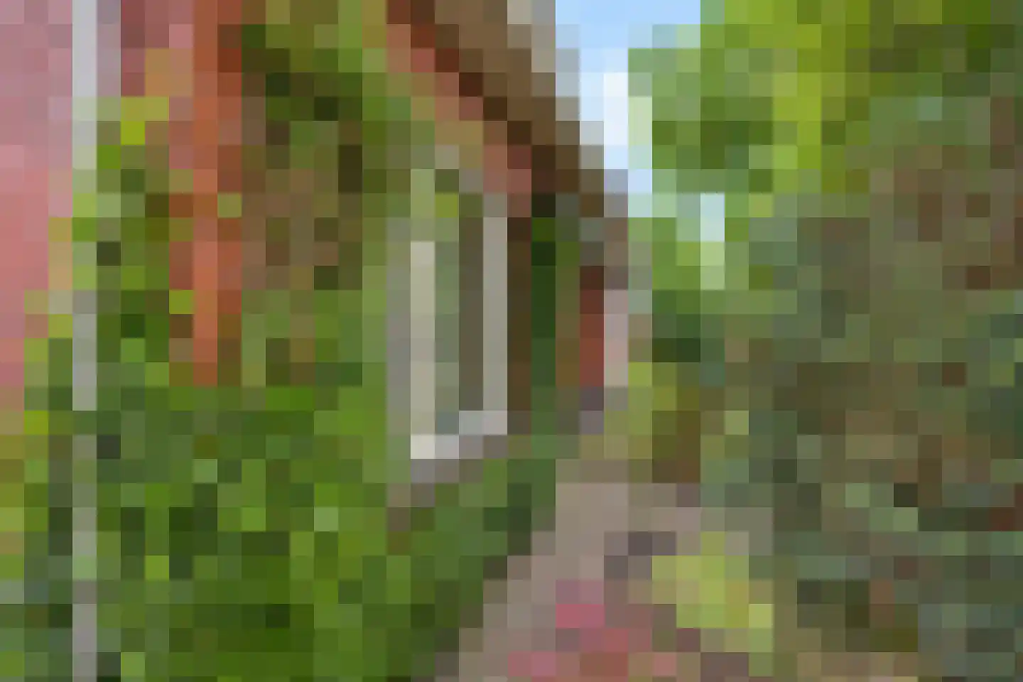 Westerstraat 18 Vries thumbnail 5