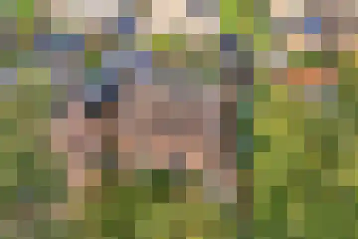 Westerveen 18 Nieuwleusen thumbnail 7
