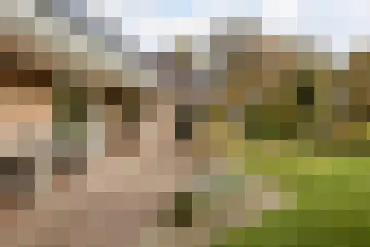 Westerveen 41 A Nieuwleusen thumbnail 60