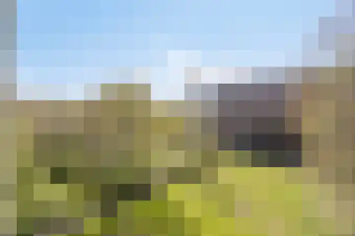 Westervenne 233 Purmerend thumbnail 32