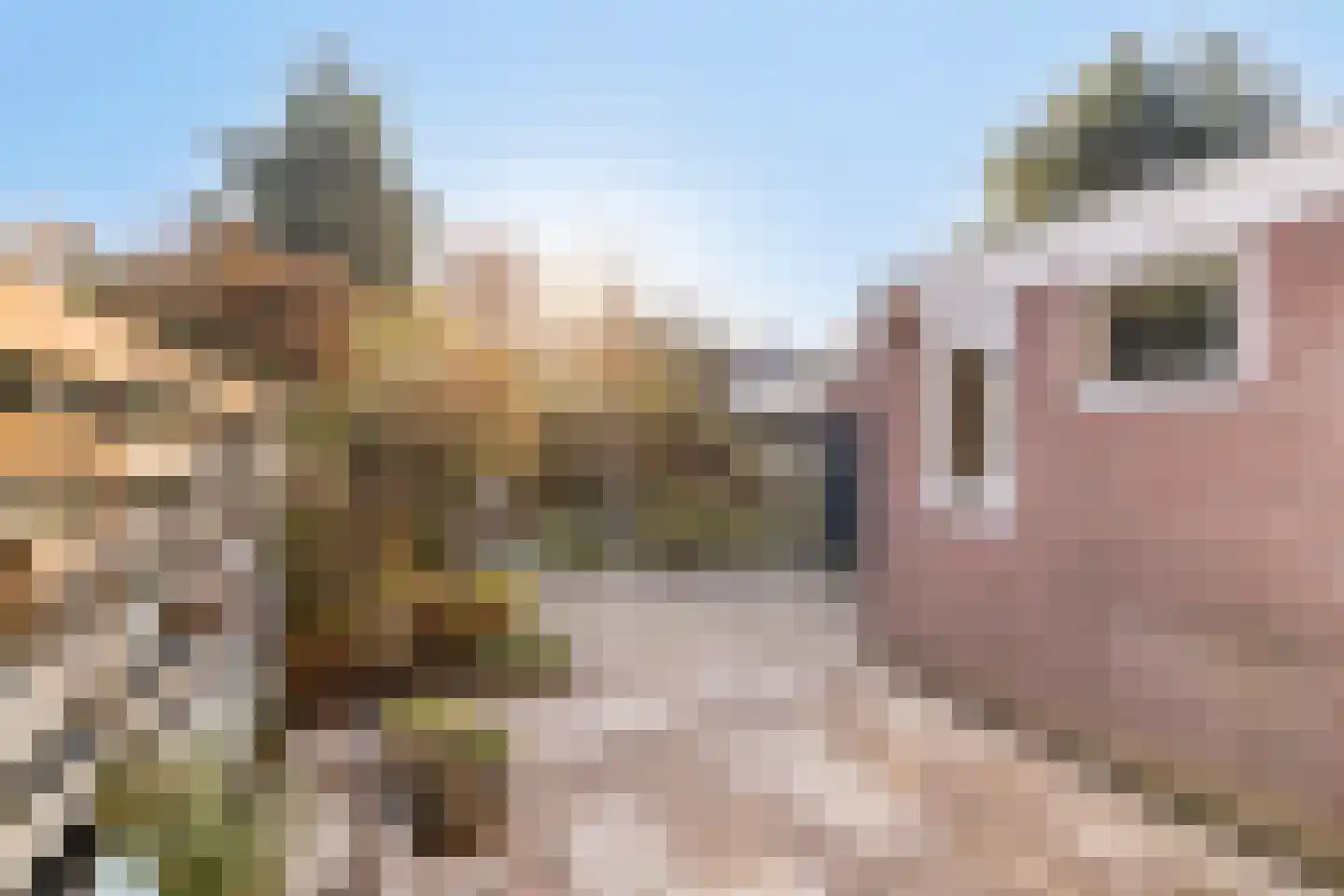 Westervesting 28 Edam thumbnail 5