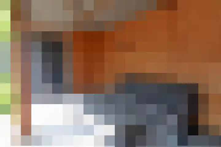 Westervoor 26 Marknesse thumbnail 27