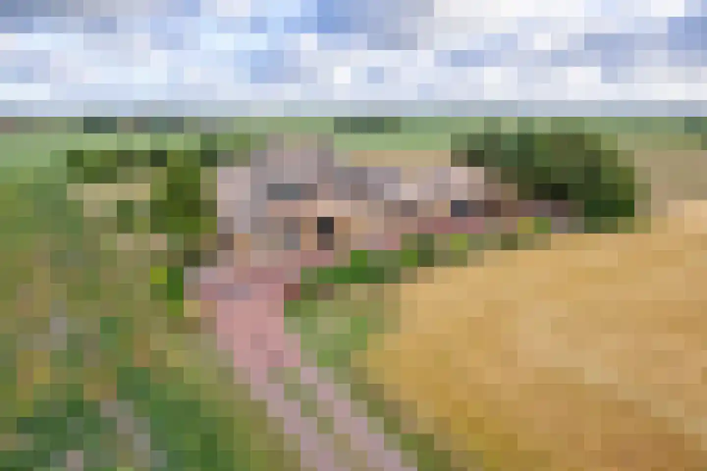 Westerweg 29 Den Burg thumbnail 9