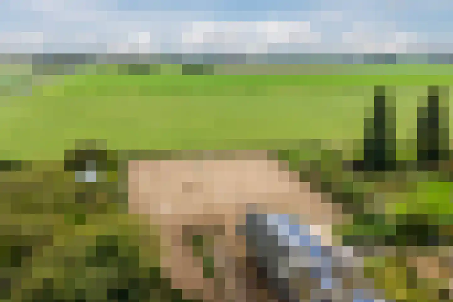 Westfriesedijk 18 Warmenhuizen thumbnail 5