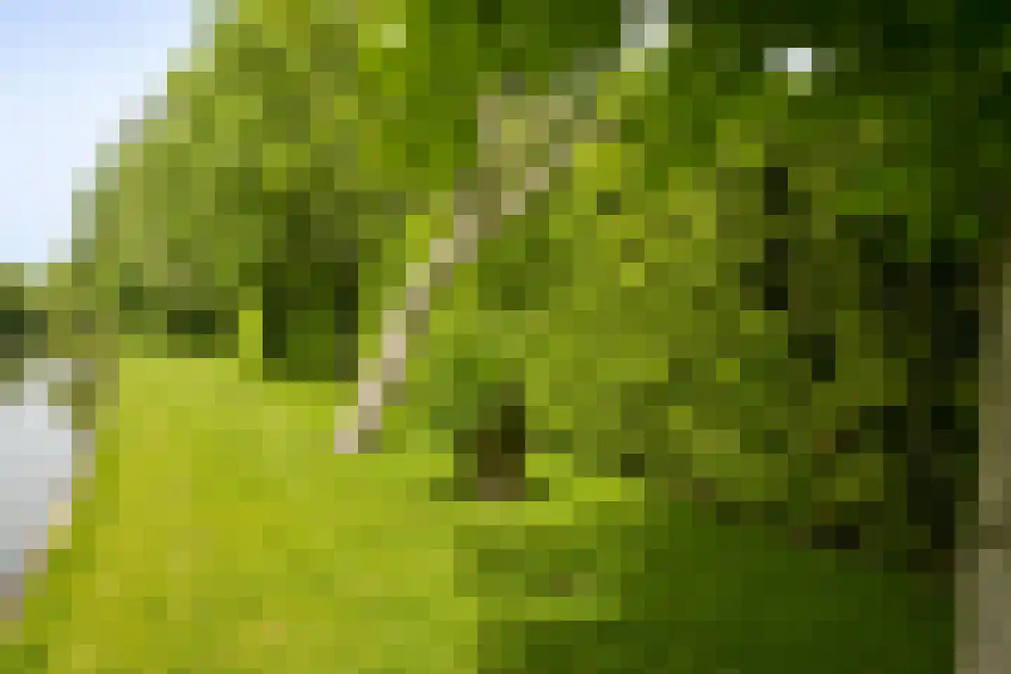 Westgaag 108 Maasdijk thumbnail 79