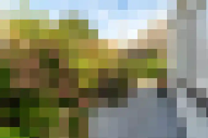 Westgaag 34 Maasland thumbnail 34