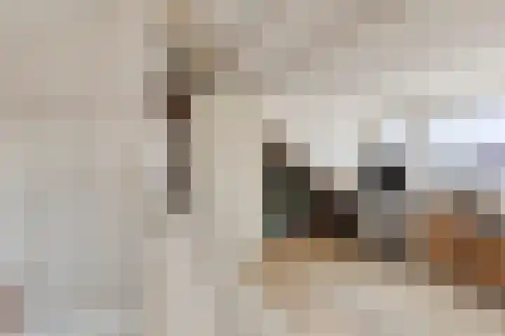 Westhaag 12 Oss thumbnail 22