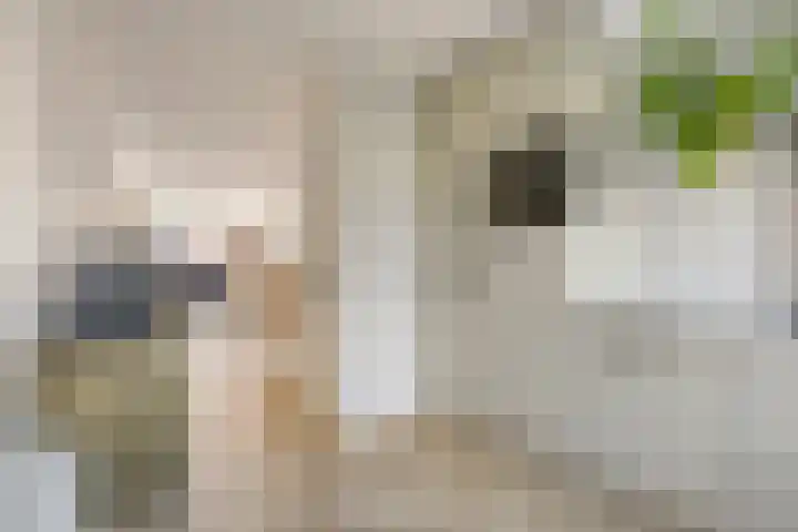 Westhaag 12 Oss thumbnail 7