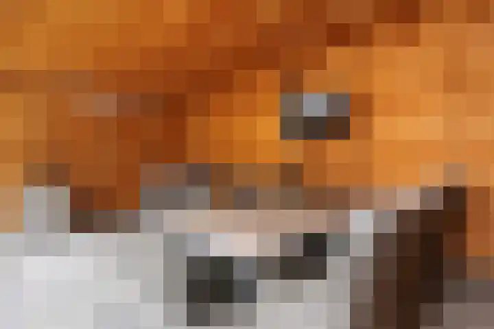 Westkreek 45 Apeldoorn thumbnail 20