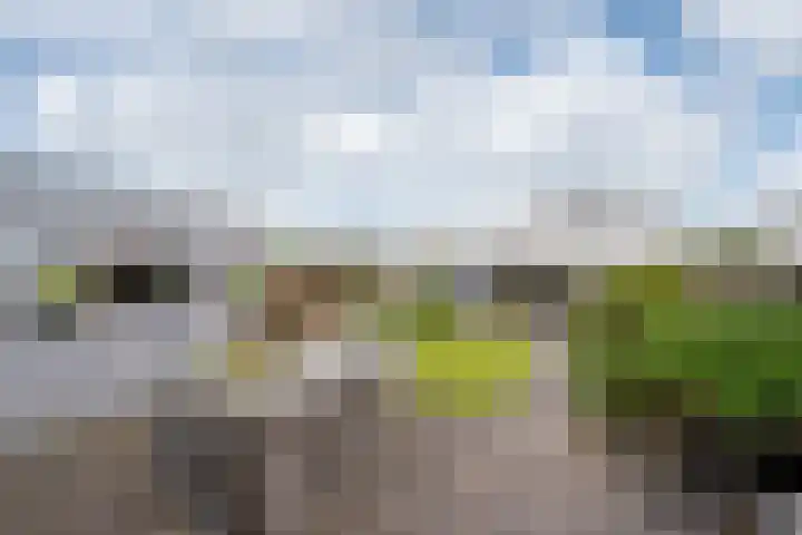 Westlaan 82 Pijnacker thumbnail 4