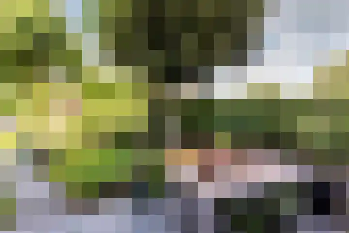 Westrak 17 Harderwijk thumbnail 26