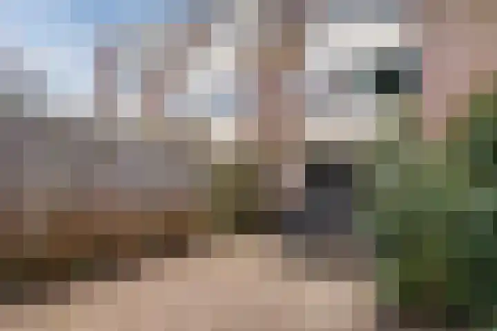 Westrak 5 Harderwijk thumbnail 36