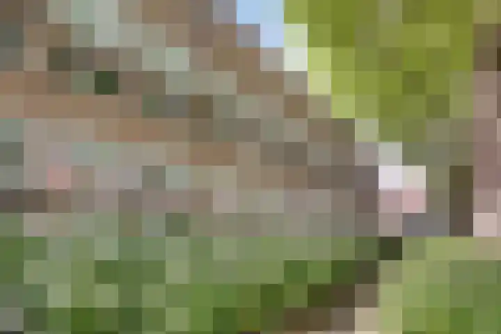 Westzijde 213 E Zaandam thumbnail 27