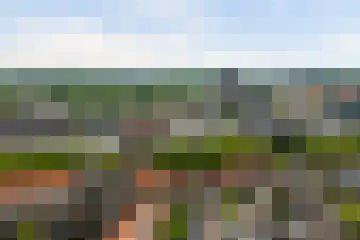 Westzijde 213 E Zaandam thumbnail 29