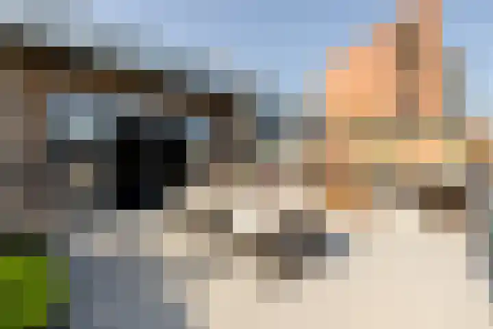 Westzijde 356 Zaandam thumbnail 39