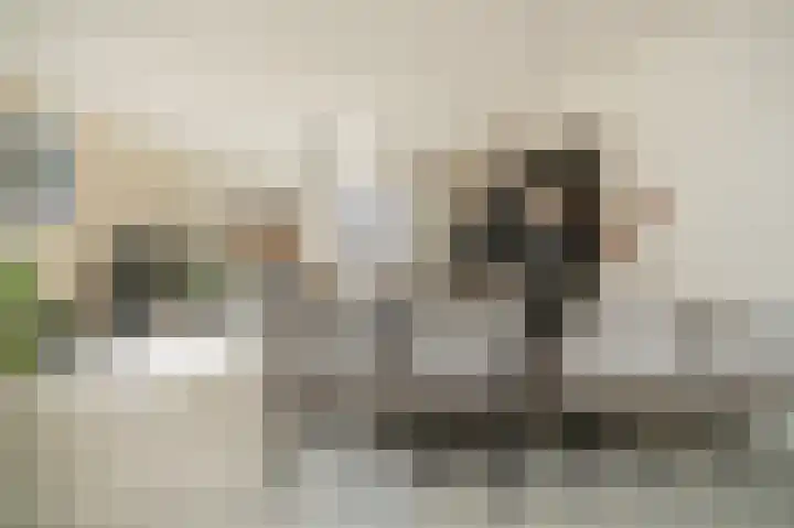 Wetering 20 Rossum thumbnail 11