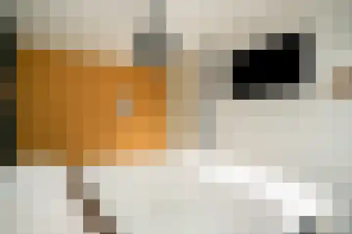 Wetering 20 Rossum thumbnail 20