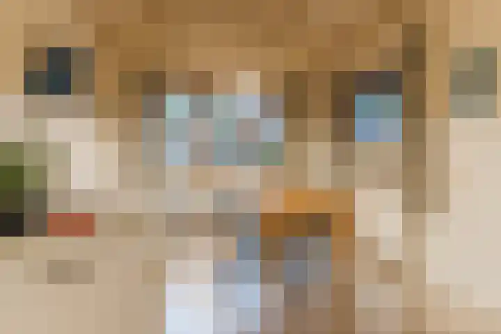 Wethouder Noijhof 5 Rijen thumbnail 17