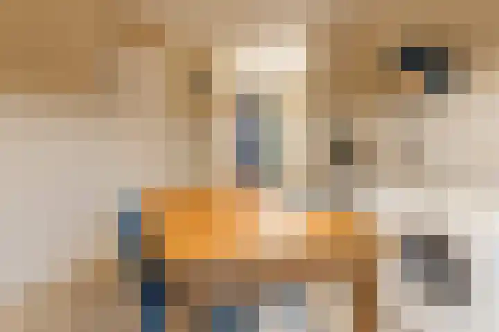 Wethouder Noijhof 5 Rijen thumbnail 22