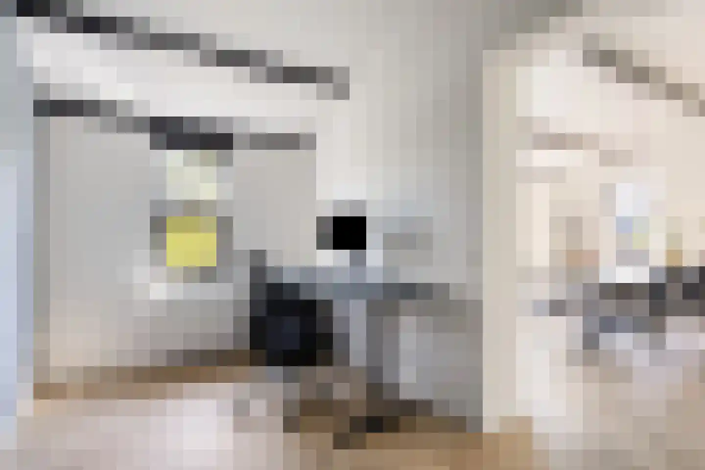 Wethouder van Eschstraat 99 Oss thumbnail 14