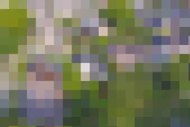 Wethouder Viveenstraat 2 Woudrichem thumbnail 53
