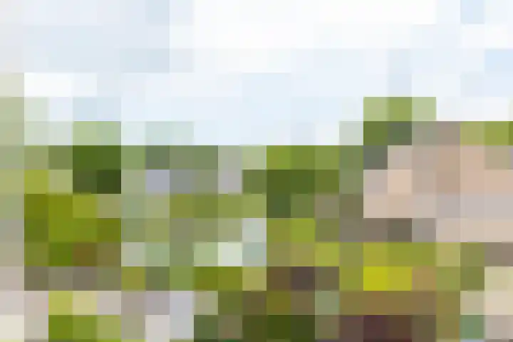 Weverij 36 Gorredijk thumbnail 18
