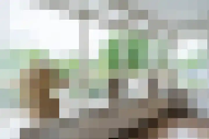 Wevermarke 26 Dalfsen thumbnail 4