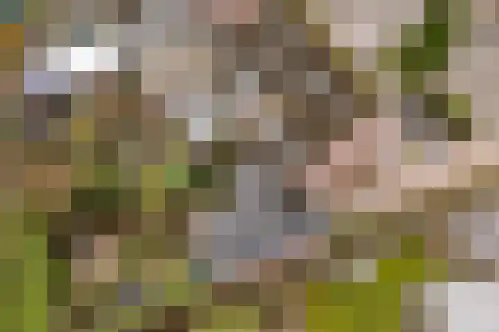 Weverskamp 57 Harderwijk thumbnail 65