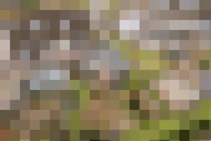 Weverskamp 57 Harderwijk thumbnail 70