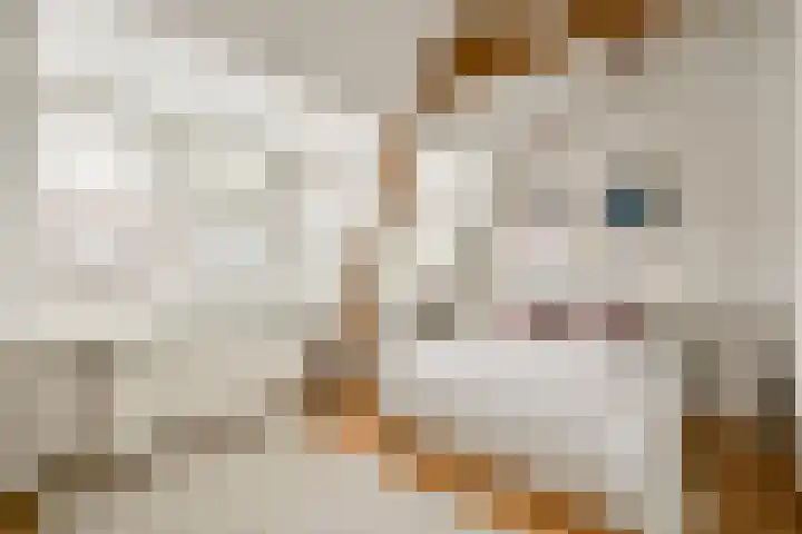 Weversstraat 5 Haarlem thumbnail 11