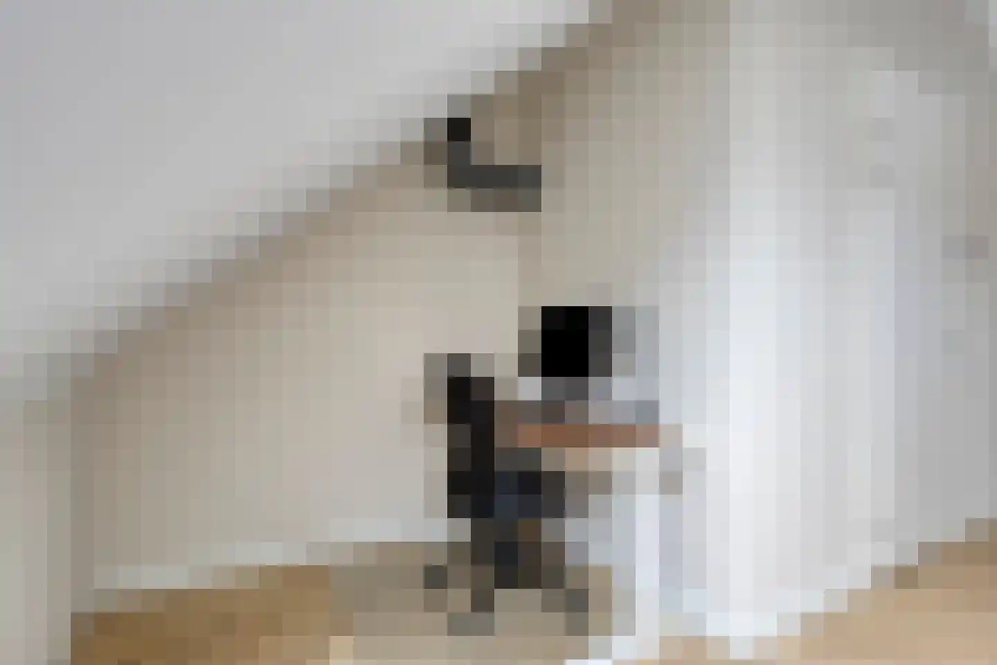 Wezel 4 Boxtel thumbnail 25