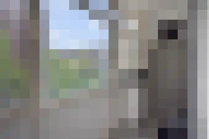 Wezelrade 202 Den Haag thumbnail 25