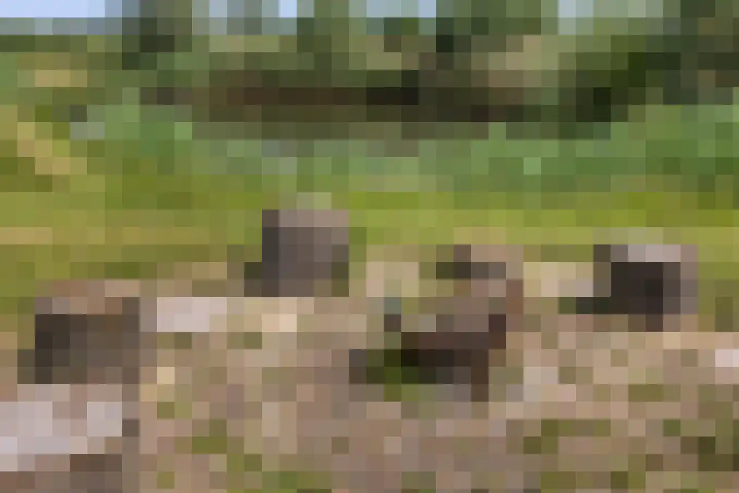 Wezelseveldweg 1 Leur thumbnail 83