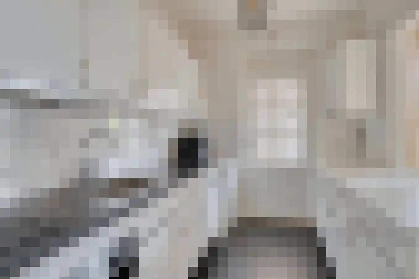 Wezelstraat 24 Volkel thumbnail 6