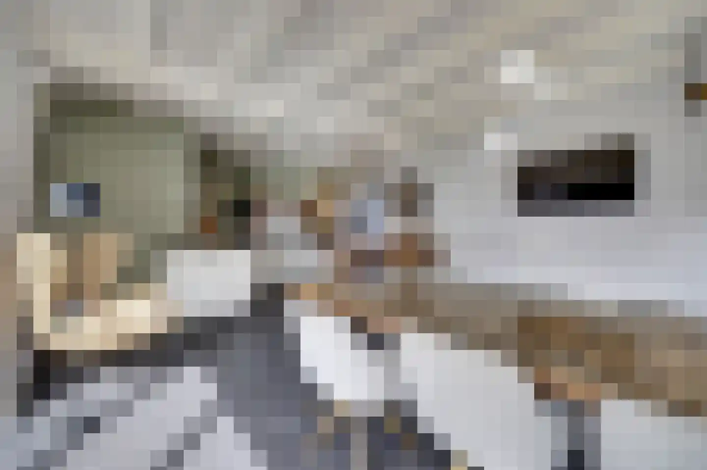 Whemelaan 14 Nunspeet thumbnail 11