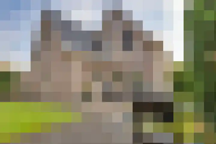 Wiedenland 15 Nieuwleusen thumbnail 31