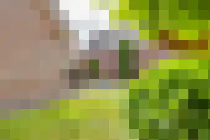Wiedenland 15 Nieuwleusen thumbnail 38