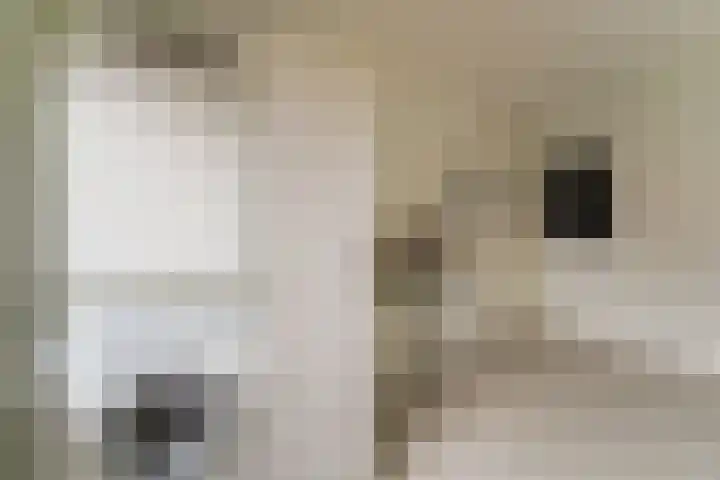 Wieken 62 Avenhorn thumbnail 26