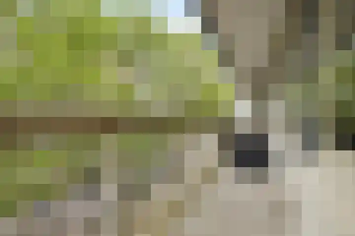 Wiekslag 213 Amersfoort thumbnail 5