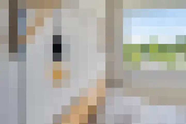 Wiekslag 51 Amersfoort thumbnail 20