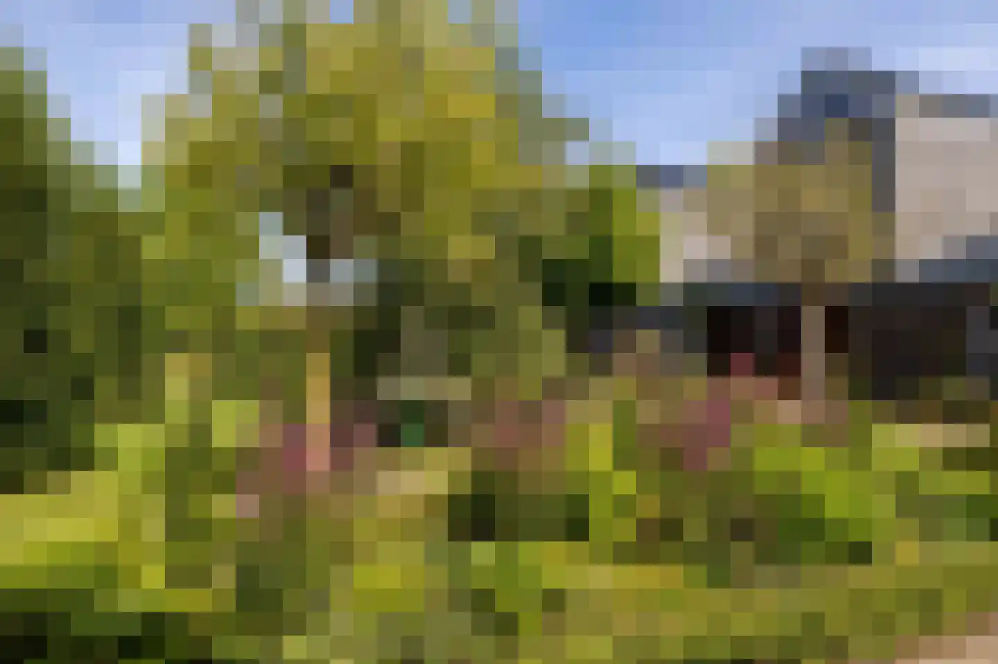 Wielendwinger 6 Leeuwarden thumbnail 7