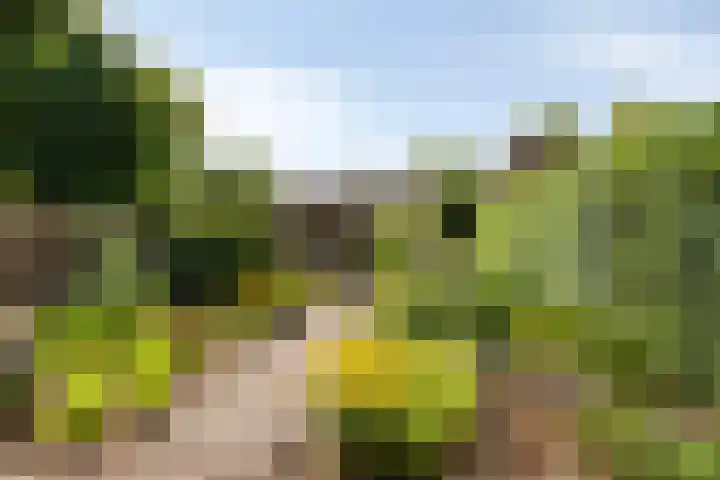 Wielerveldweg 4 Afferden L thumbnail 6