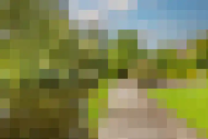 Wielewaal 28 Castricum thumbnail 65