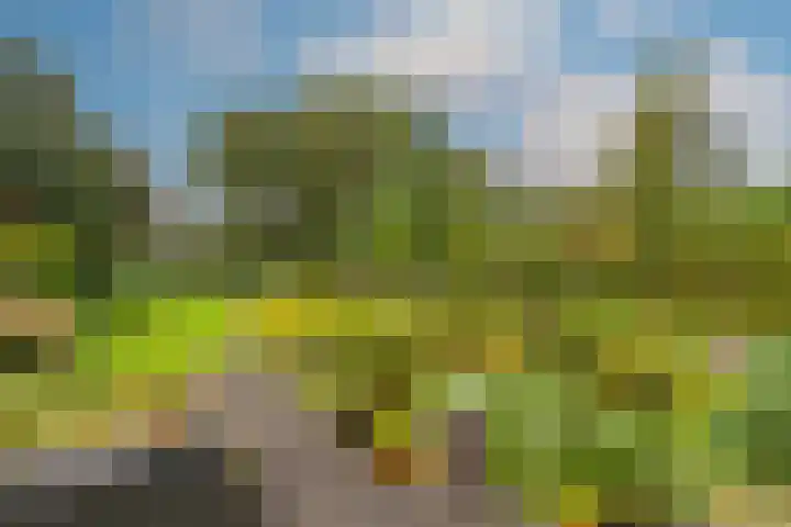 Wielewaal 28 Castricum thumbnail 68