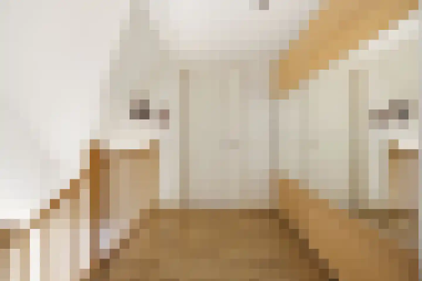 Wielewaalstraat 16 Dongen thumbnail 35