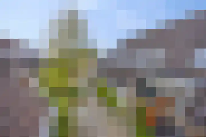 Wielsingel 44 Oud-Beijerland thumbnail 5