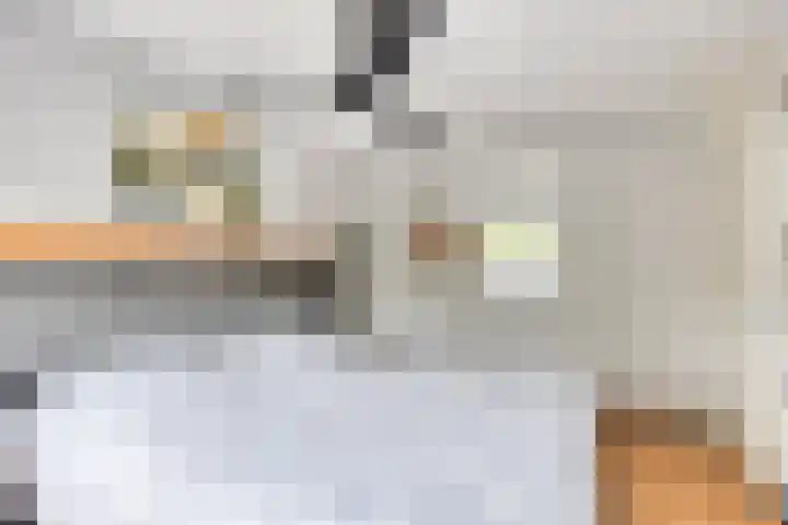 Wielsloot 3 Koedijk thumbnail 30