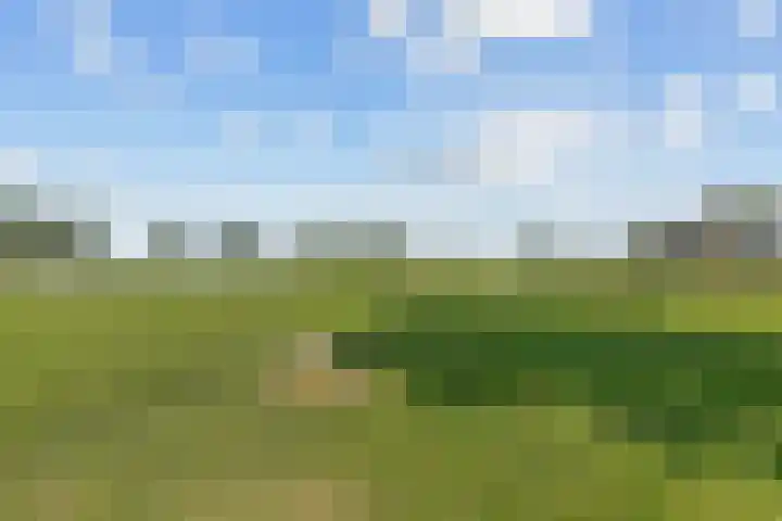 Wielwei 13 Doniaga thumbnail 48